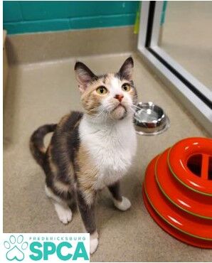 SPCA_Kitsy